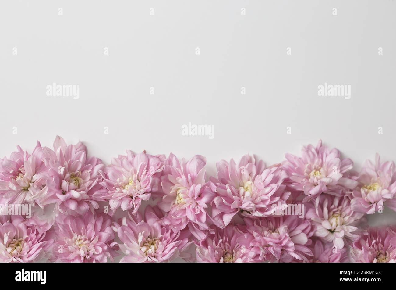 Floral border on white background. Chrysanthemum buds background Stock ...