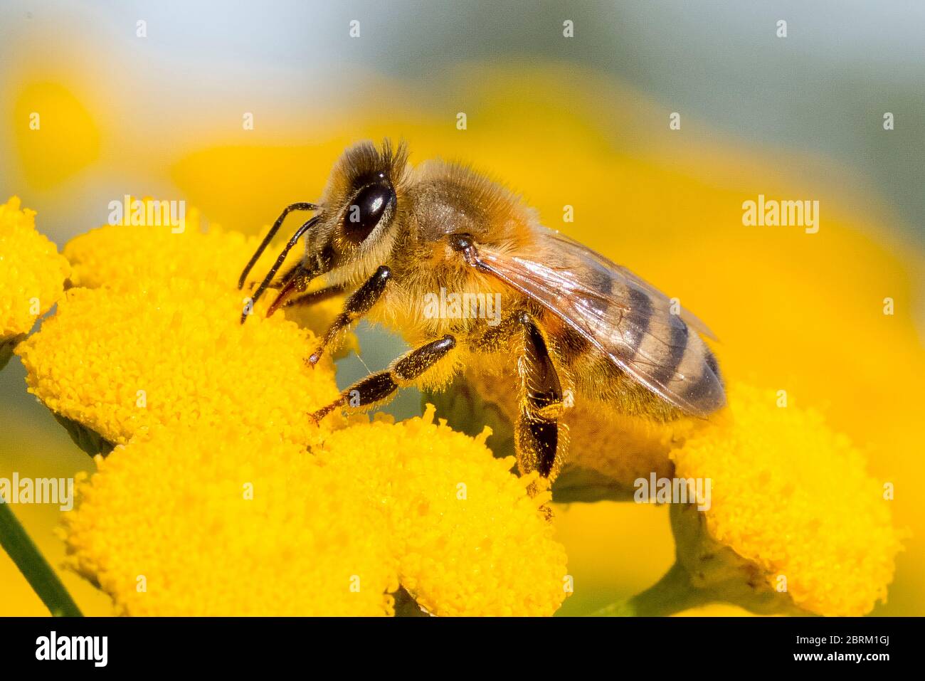 Westliche Honigbiene, (Apis mellifera), Stock Photo