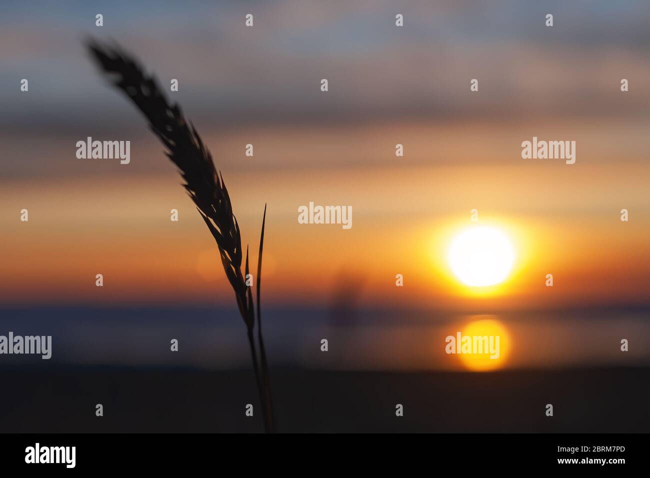 silhouette of a spikelet or blade of grass on a background of blurred sky and sunset on the sea Stock Photo