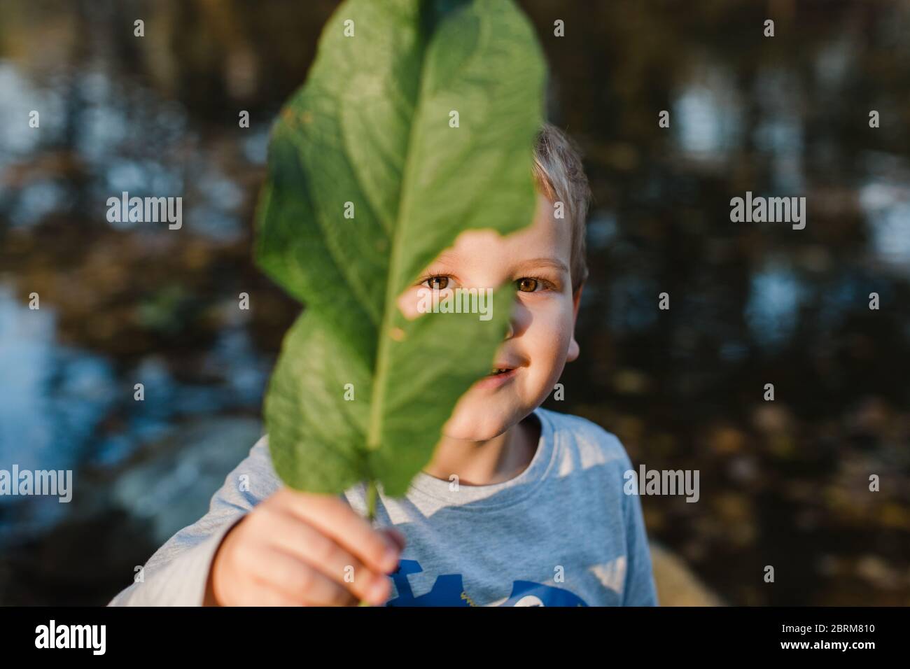Portrait of young boy holding green leaf. Cute child holding green leaf in front of face and looking at camera. Stock Photo