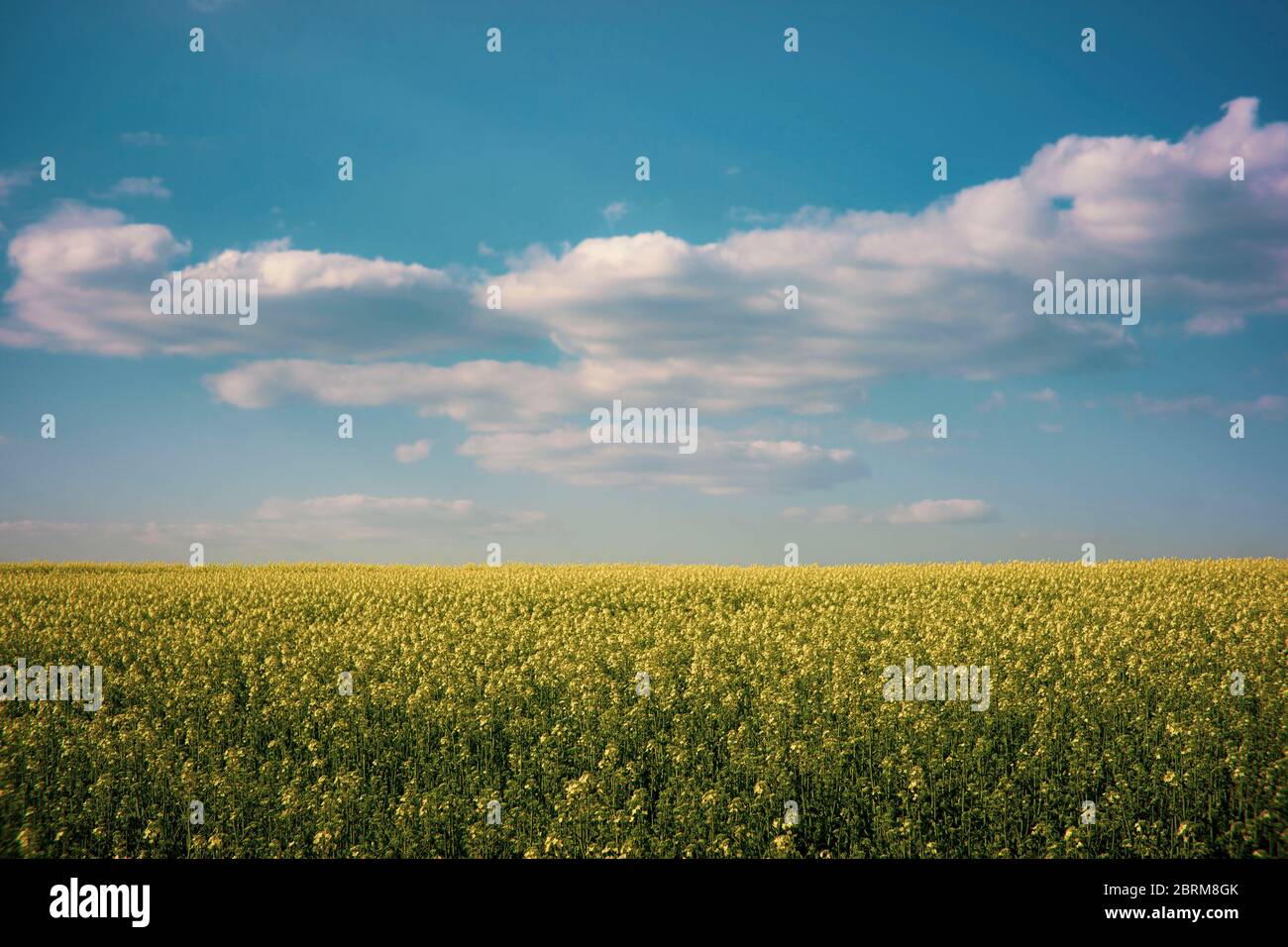 Rapeseed field on a sunny day with clear skies Stock Photo - Alamy