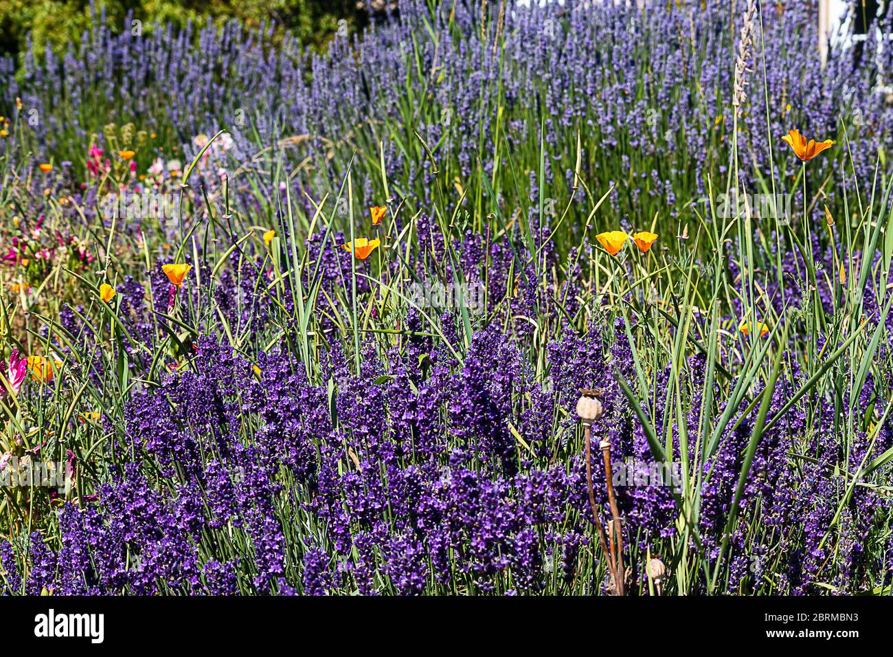 Lavender And Poppies High Resolution Stock Photography and Images - Alamy