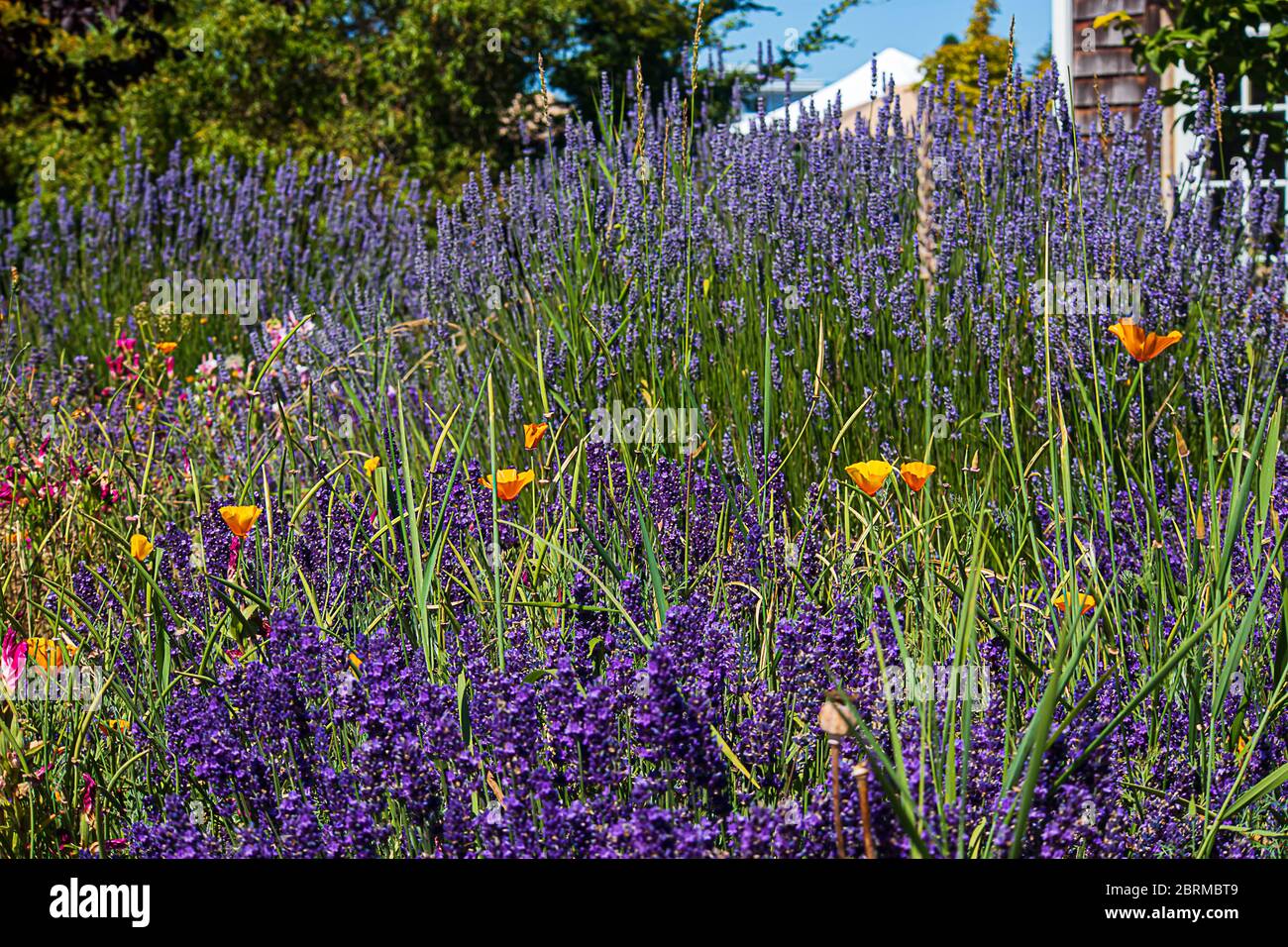 Lavender And Poppies High Resolution Stock Photography and Images - Alamy