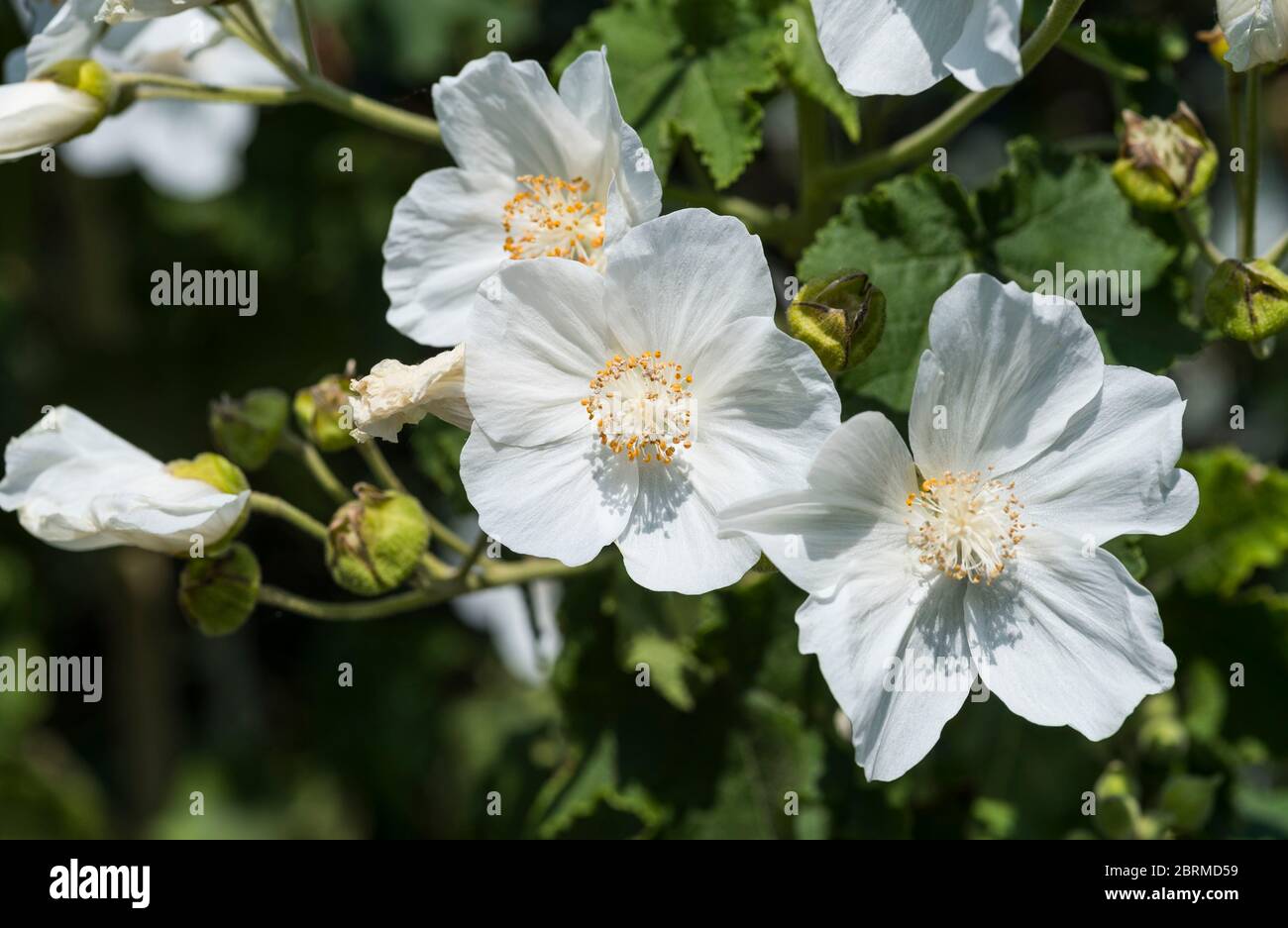 White Indian Mallow - Abutilon vitifolium, possibly 'Album'or 'Tennant's  White'aka Flowering Maple Stock Photo - Alamy