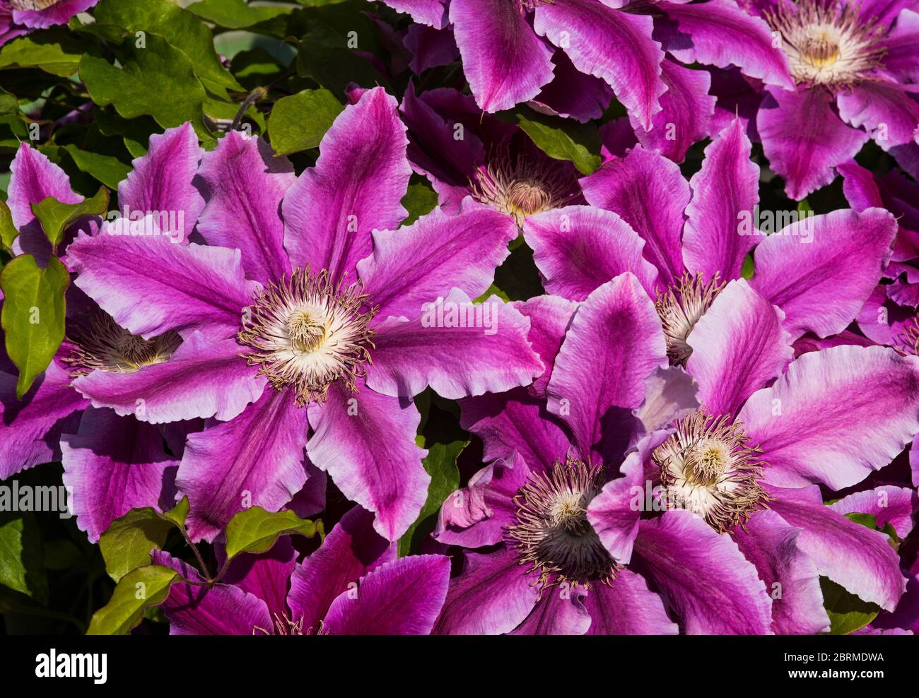 Clematis possibly 'Dr Ruppel'. Central dark pink, almost purple, stripes bleeding on to pale pink petals. Stock Photo