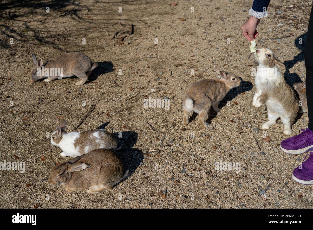 Feeding wild rabbits on Okunoshima ( Rabbit Island ). Numerous feral