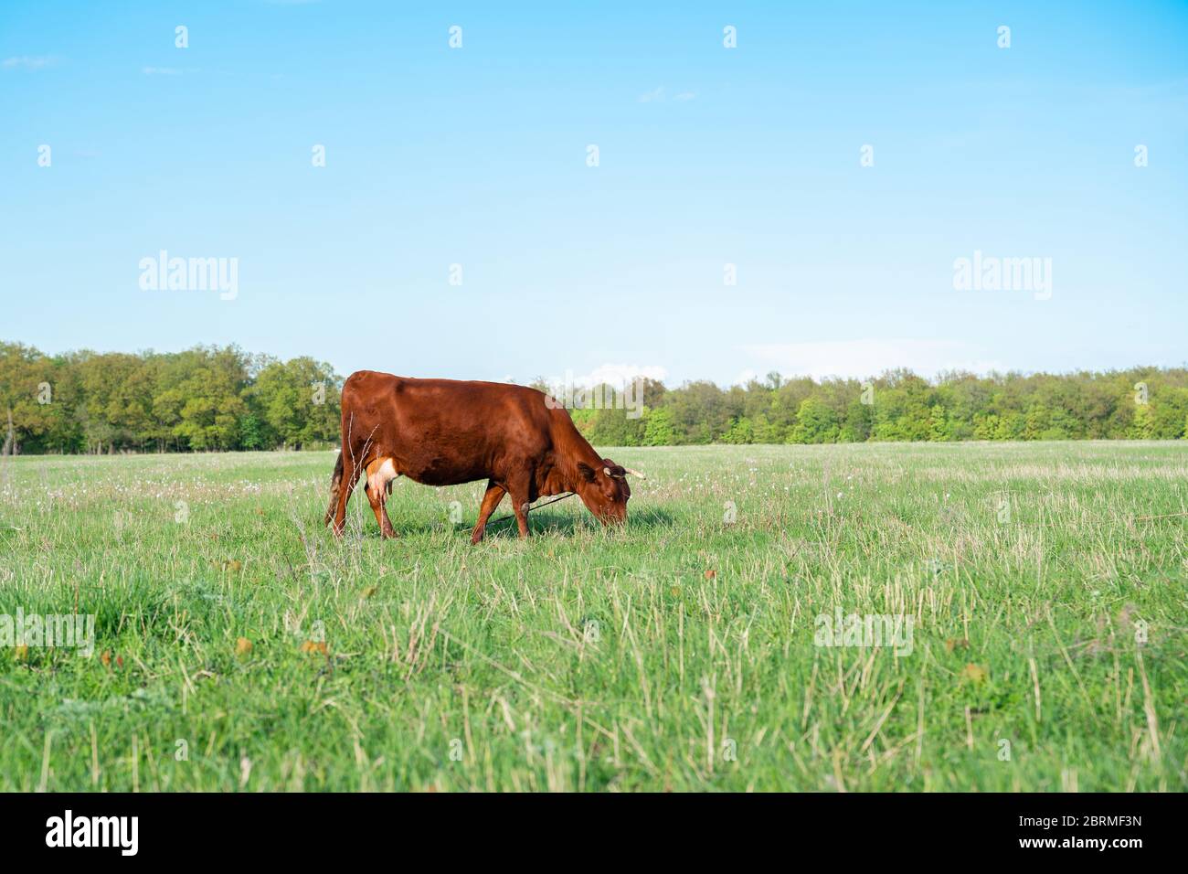 A cow grazes on a green field. Rural landscape Stock Photo - Alamy
