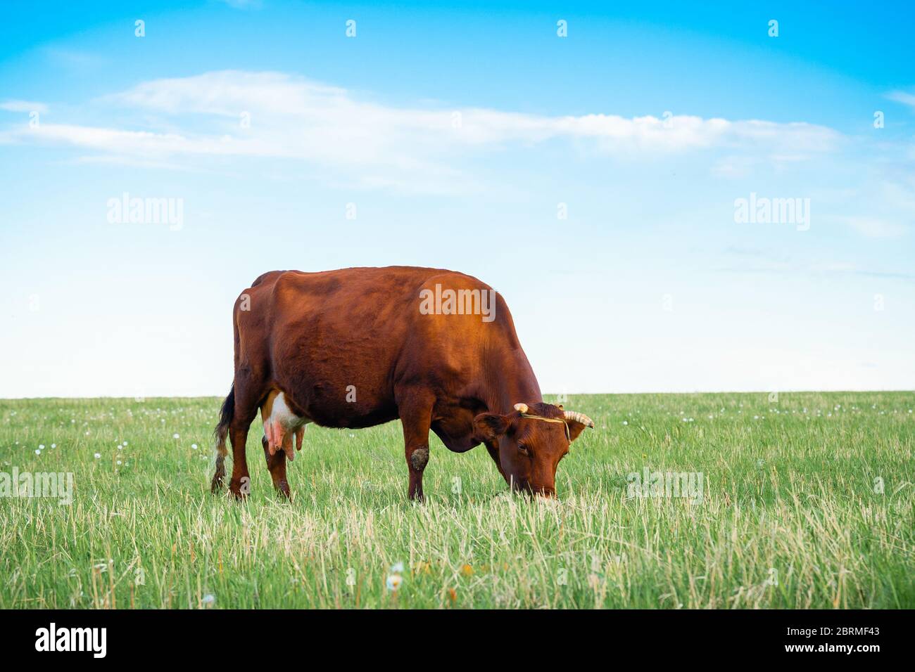 A cow grazes on a green field. Rural landscape Stock Photo - Alamy