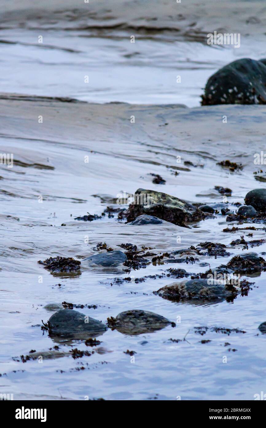 seaweed and mullusk covered rocks in tidal pool at the seashore Stock Photo