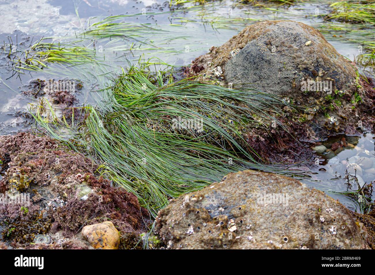 intertidal rocks in tidal pools with molusks, seagrass, and seaweed in ...