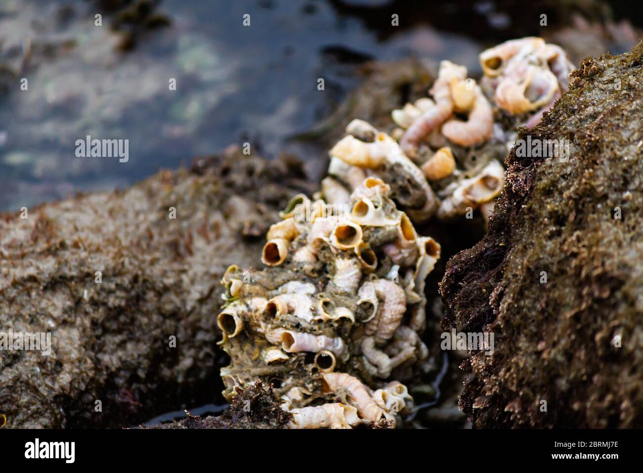 interlaced tubular pink and orange shells attached to rock and each ...