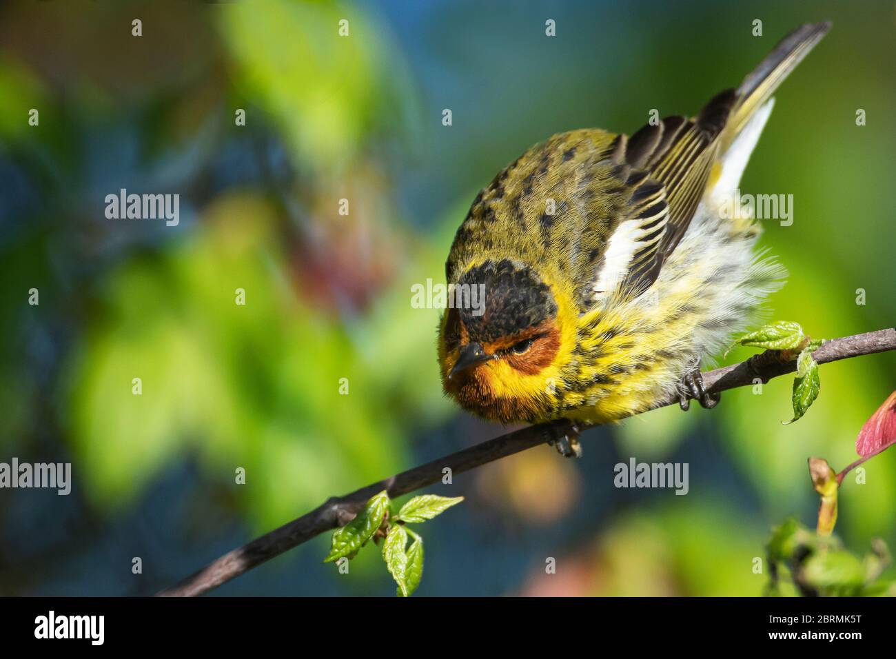 Cape May warbler during spring migration Stock Photo - Alamy