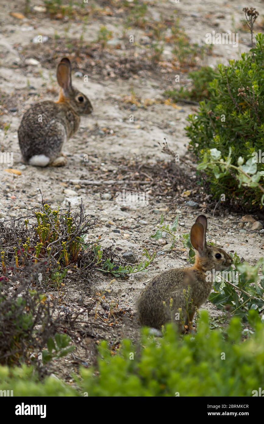 two young bunnies foraging for food on native weeds on hillside Stock ...