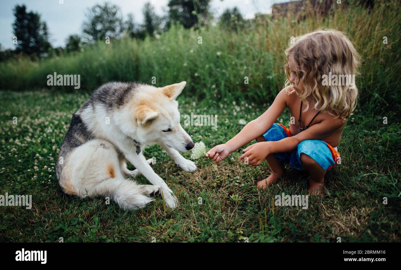 do huskies have short or long hair