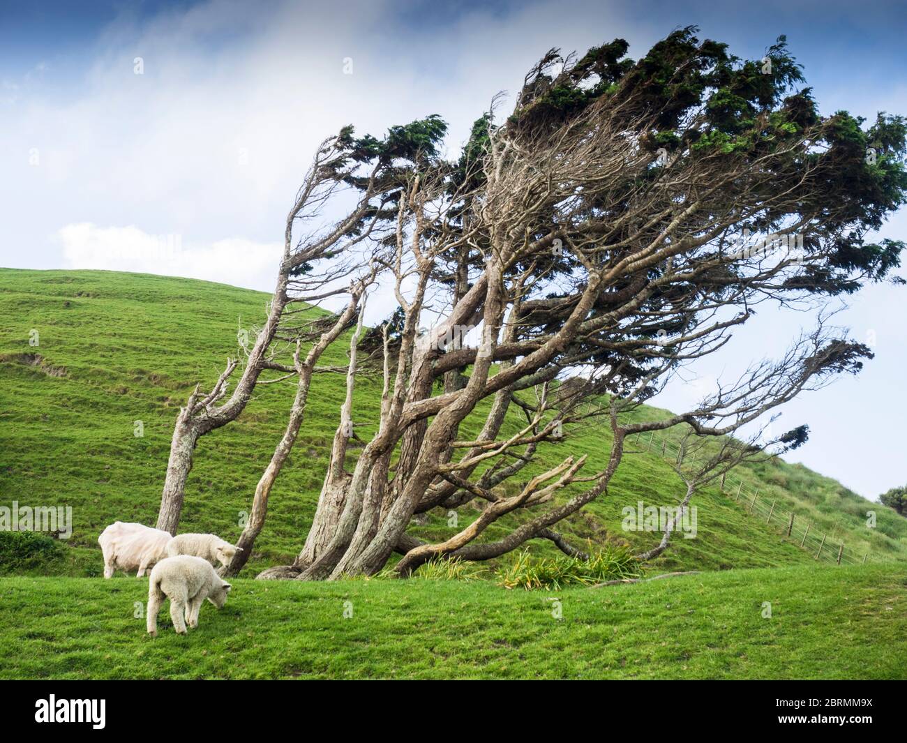 Windswept Podocarpus totara trees in a lush sheep paddock near Wharariki Beach, Tasman, South Island, New Zealand Stock Photo