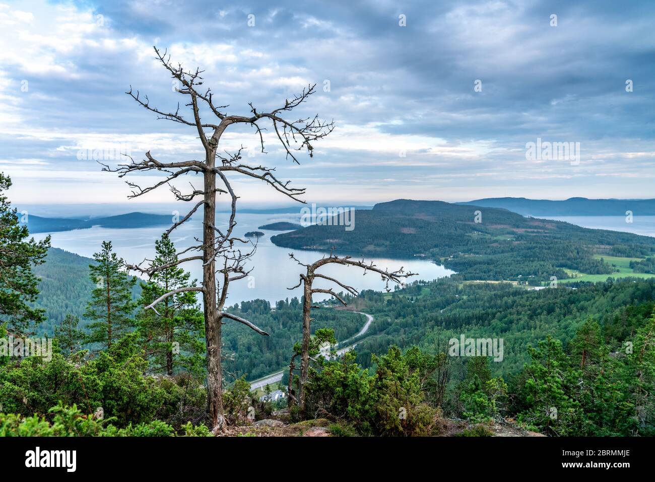 Two dried pine trees in front of view Scandinavian mountains with wild pine tree forest, the road below and sea bay, summer day with heavy dramatic cl Stock Photo