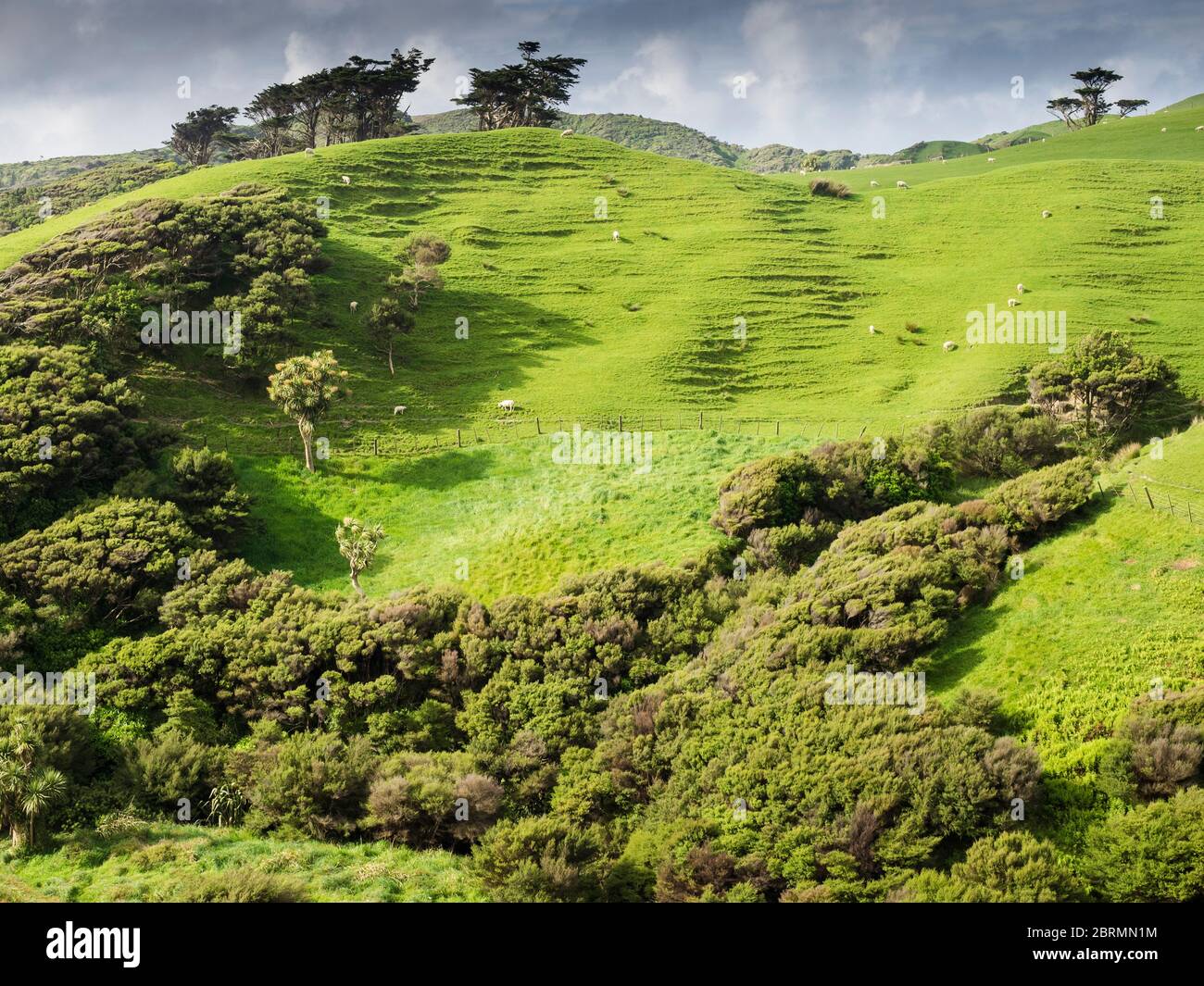 Rolling lush green countryside near Wharariki Beach, Tasman, New Zealand Stock Photo