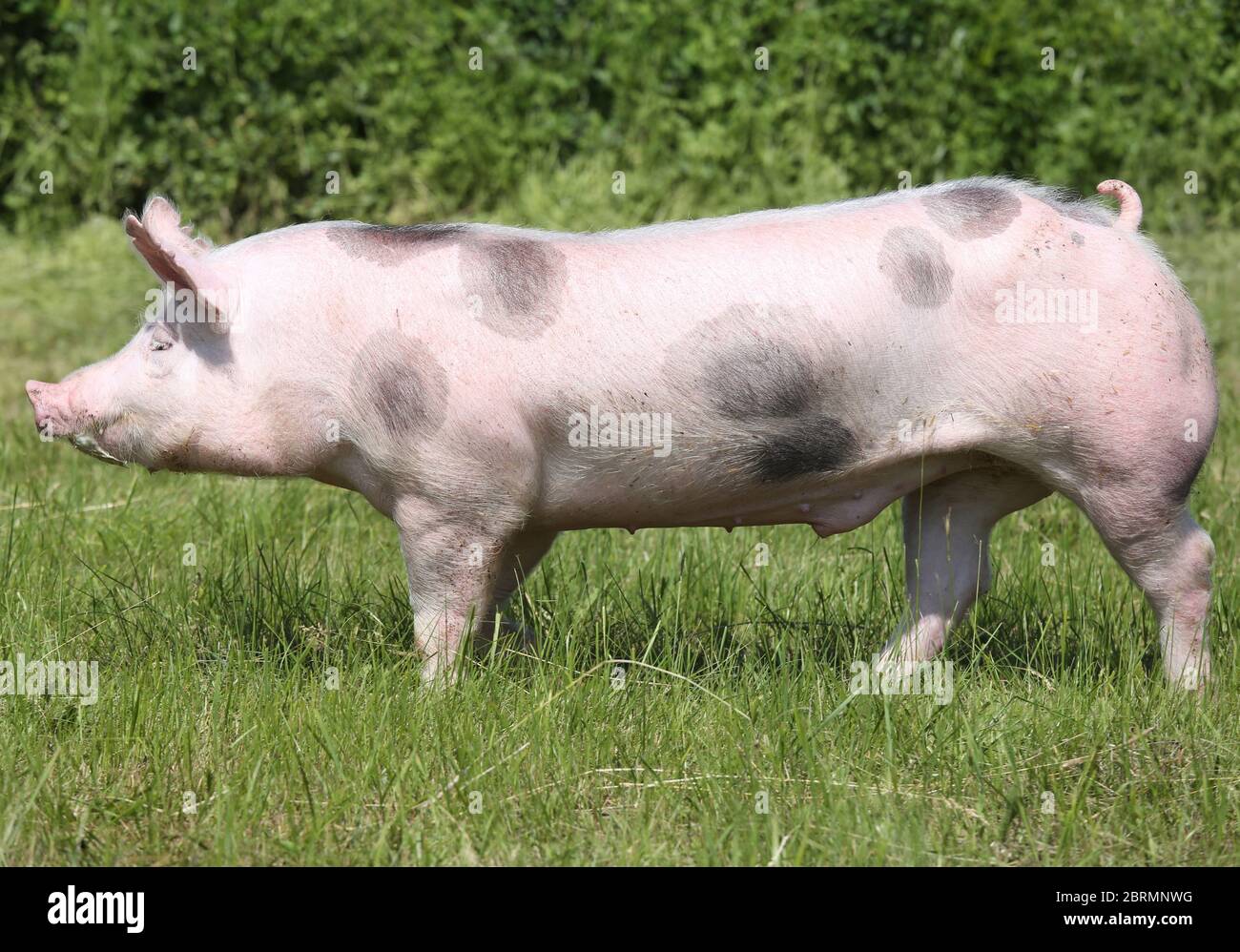 Поросята макстер+дюрок. Макстер. Maxter вк. Породы свиней ландрас с пьетрен. Порода петрен макстер свиньи.