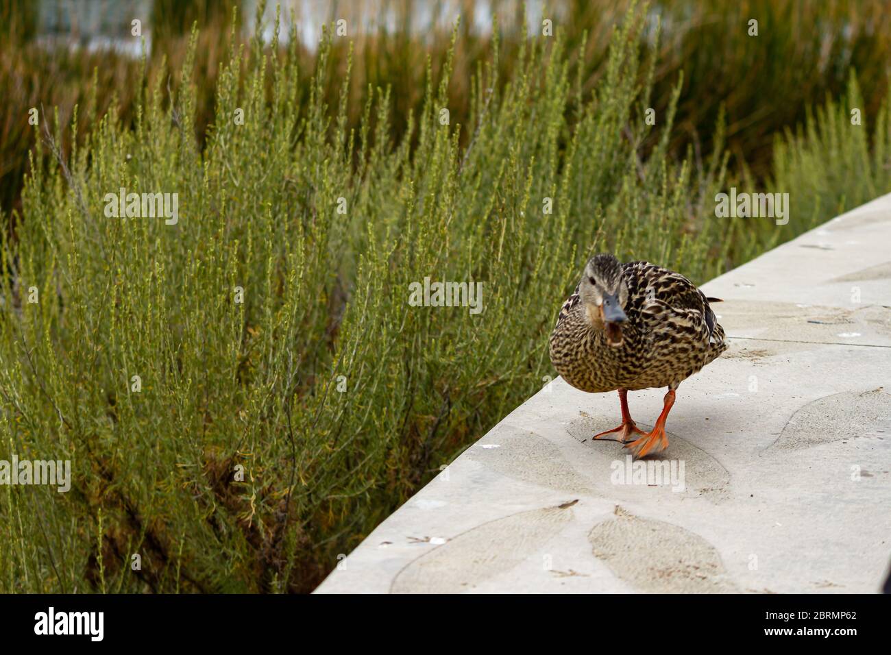 female mallard duck waddling on a wall quaking loudly in early morning Stock Photo