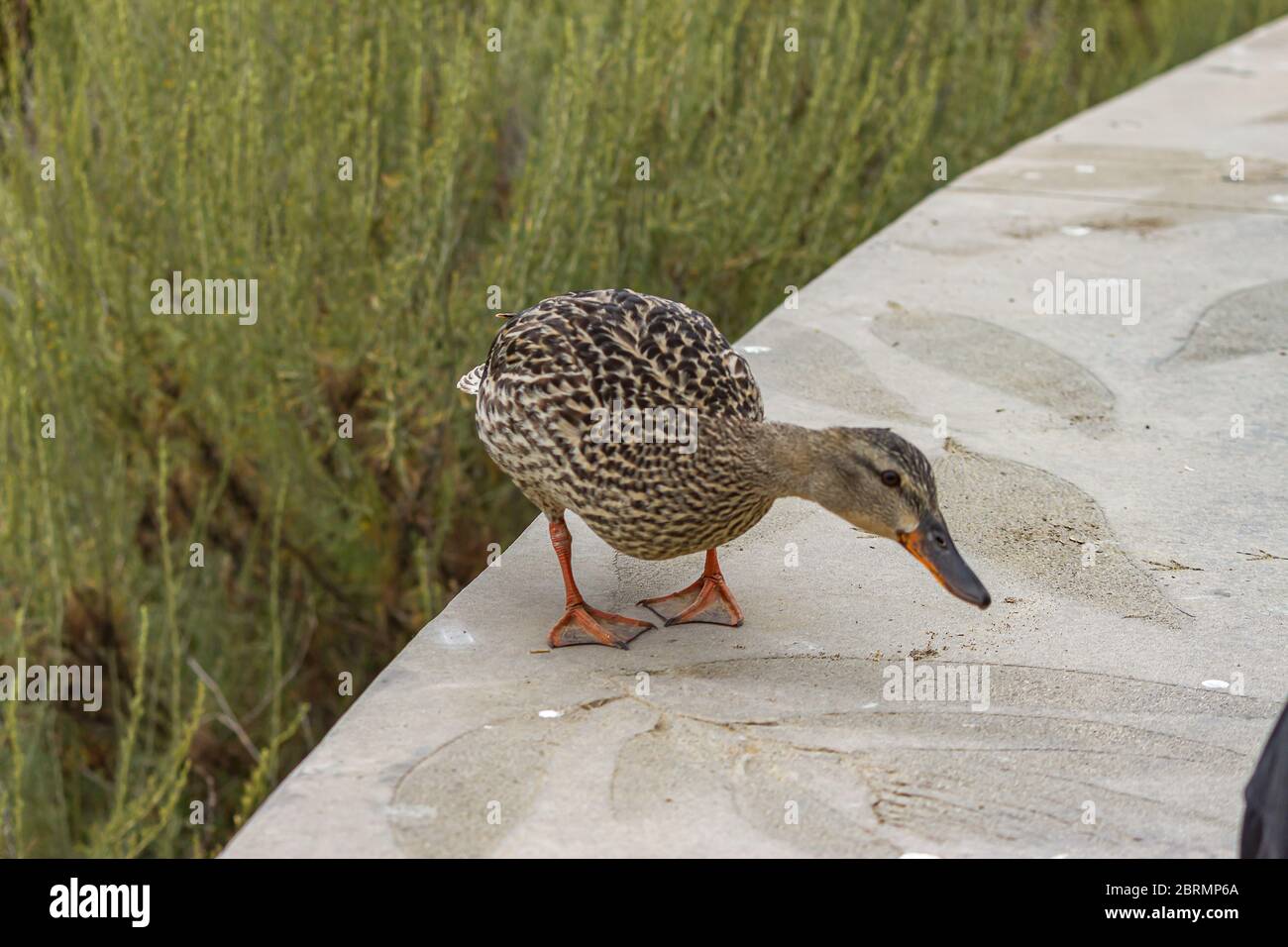 female mallard duck looking for food on top of a wall in early morning Stock Photo