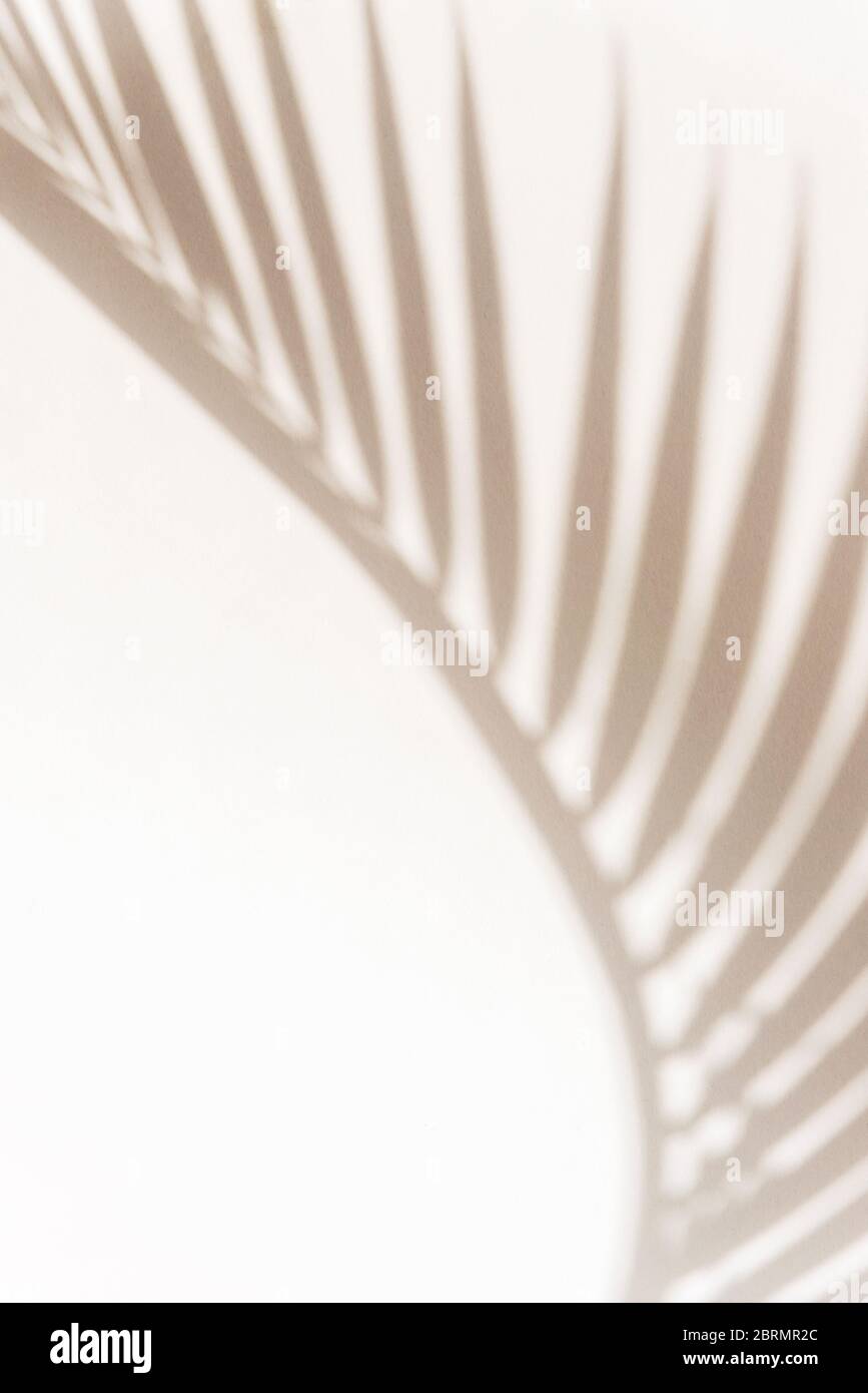 Shadow of palm tree leaf on white wall, abstract background Stock Photo ...