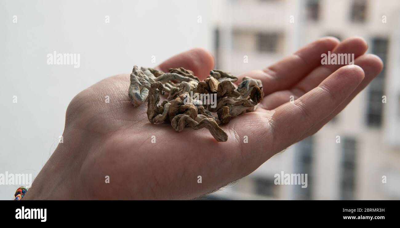Biohacking and brain development with magic mushrooms Stock Photo Alamy