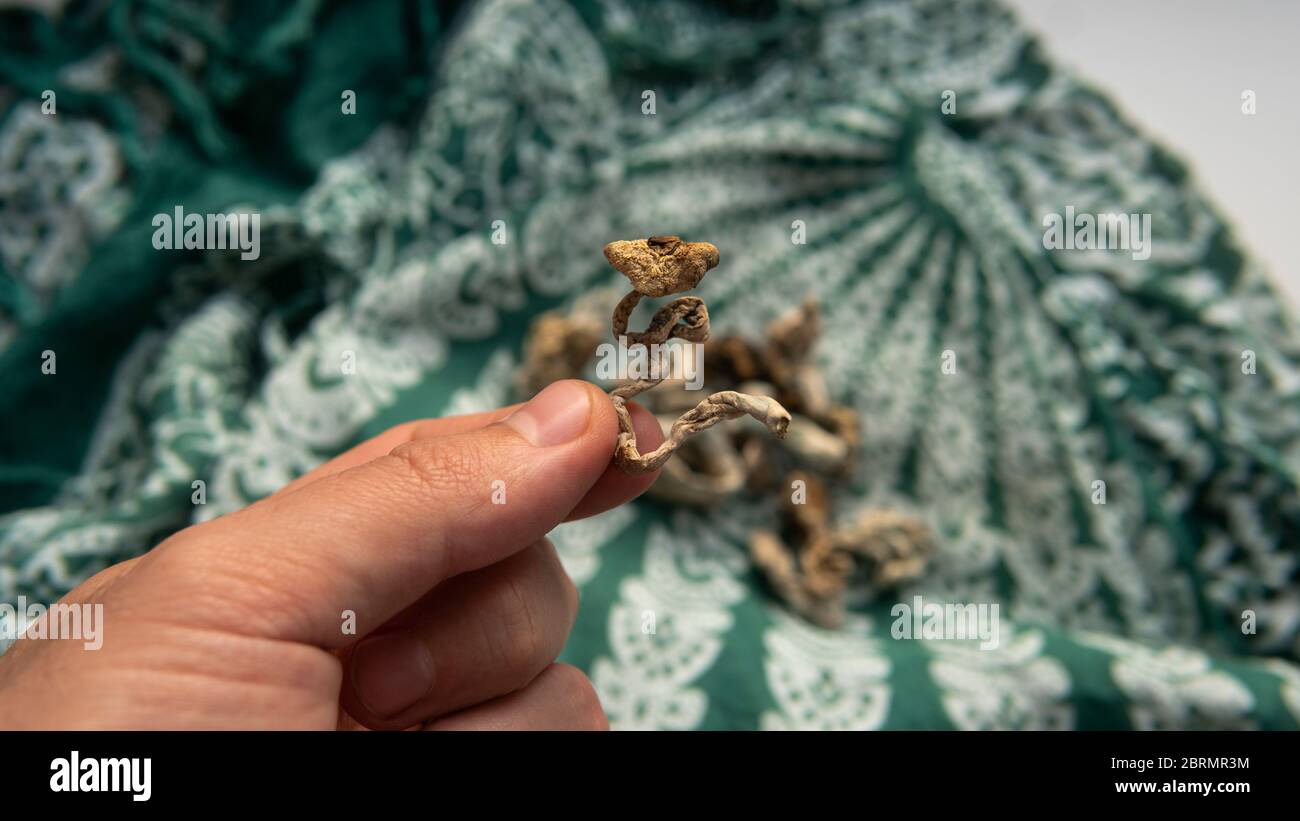 Biohacking and brain development with magic mushrooms. Stock Photo