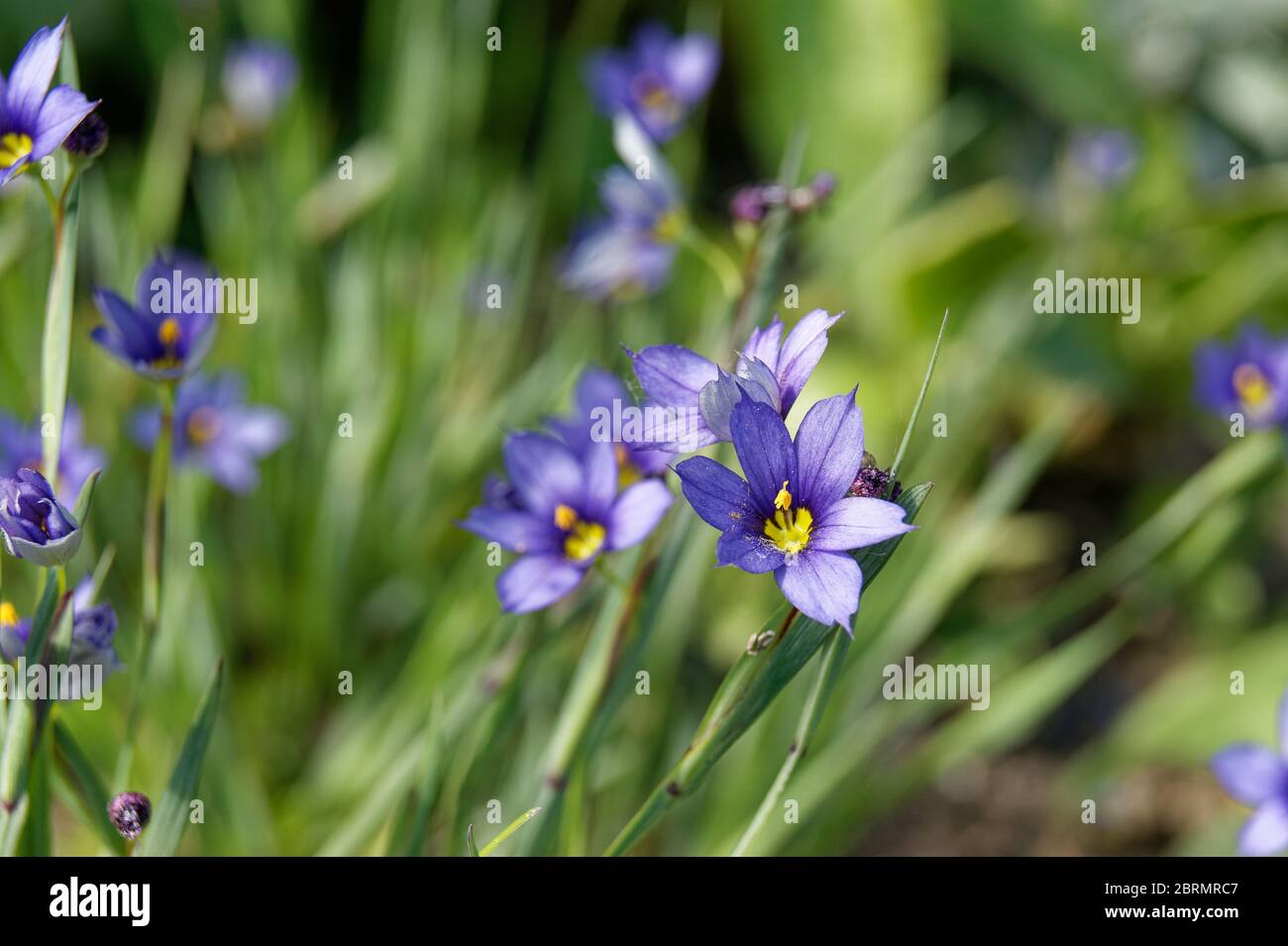 Sisyrinchium angustifolium commonly known as narrow-leaf blue-eyed-grass Stock Photo