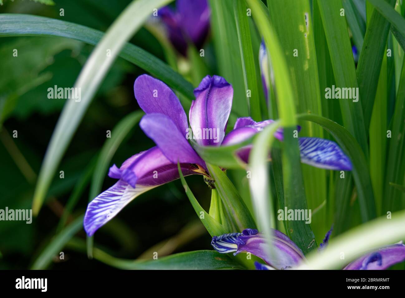 Iris graminea grass leaved iris Stock Photo