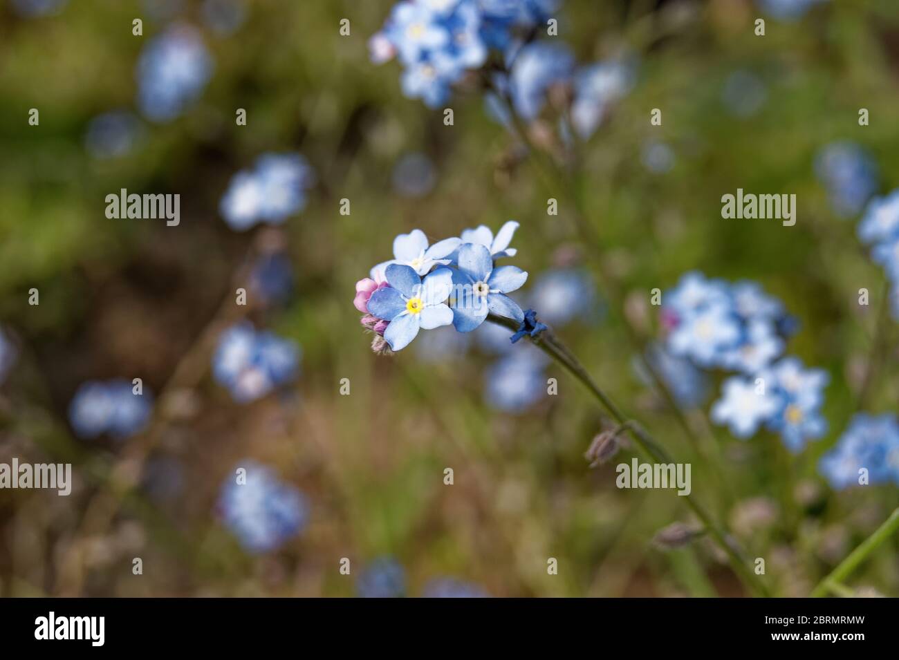 Myosotis sylvatica the wood forget-me-not Stock Photo