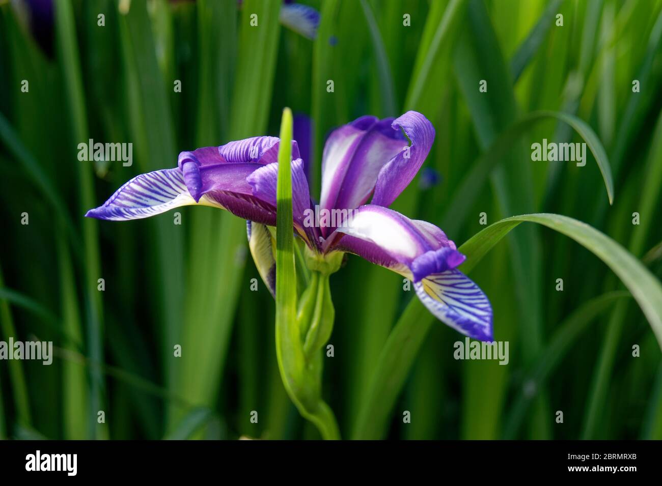 Iris graminea grass leaved iris Stock Photo