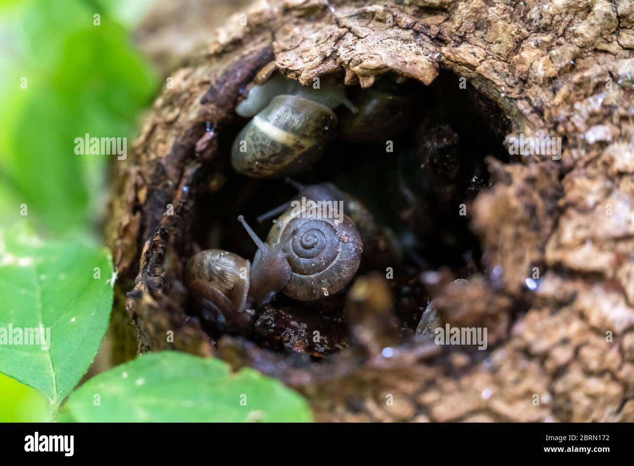 Close Up View of Snails inside A Tree Trunk Hole Stock Photo