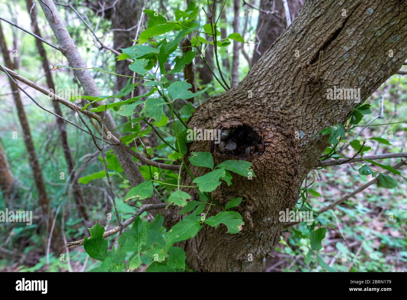 View of Large Tree with Hole Full of Snails During Day Time Stock Photo
