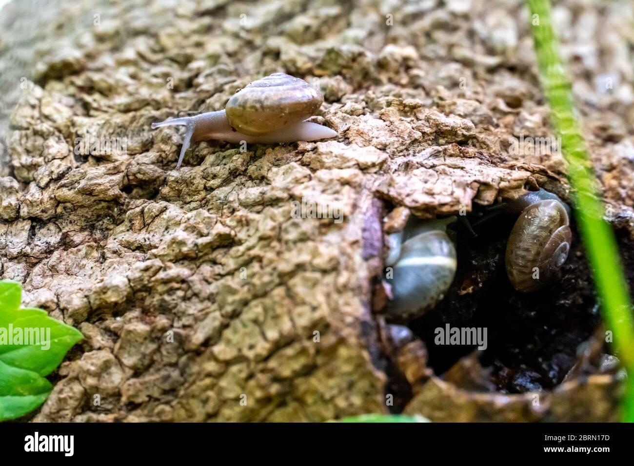 Land Snail Leaving Trunk Whole Home During the Day Stock Photo