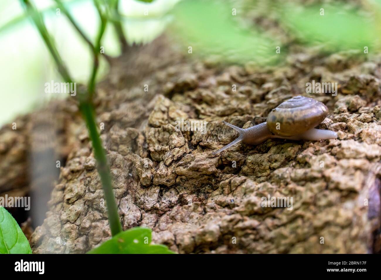 Snail Using Tentacles to Feel the Bark Stock Photo