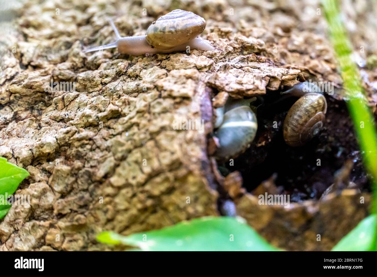 View of Snail Home on the Side of Tree Trunk With One Snail Leaving Stock Photo