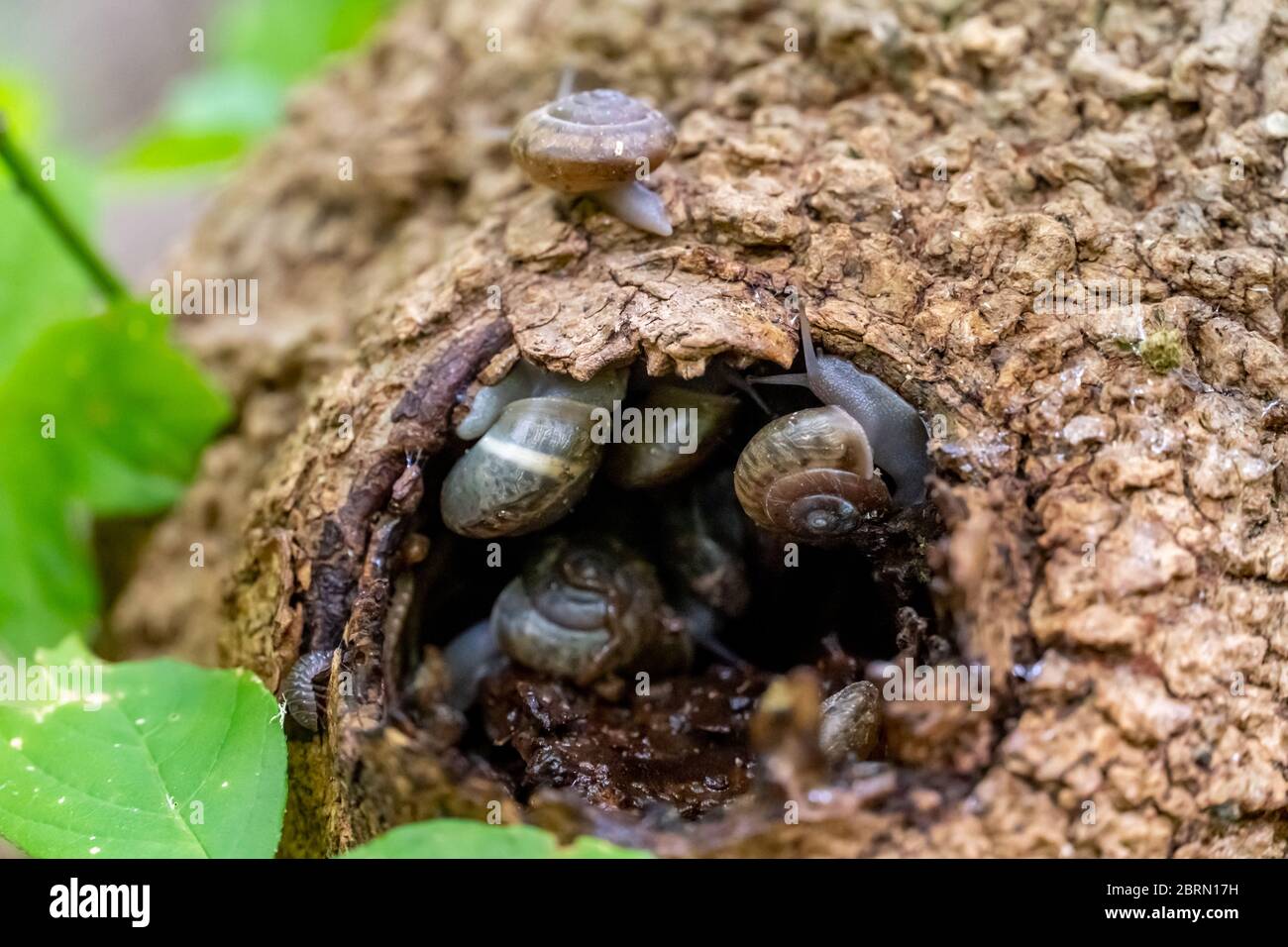 View Inside A Snail Hole In a Tree Trunk Surrounded by Leafs Stock