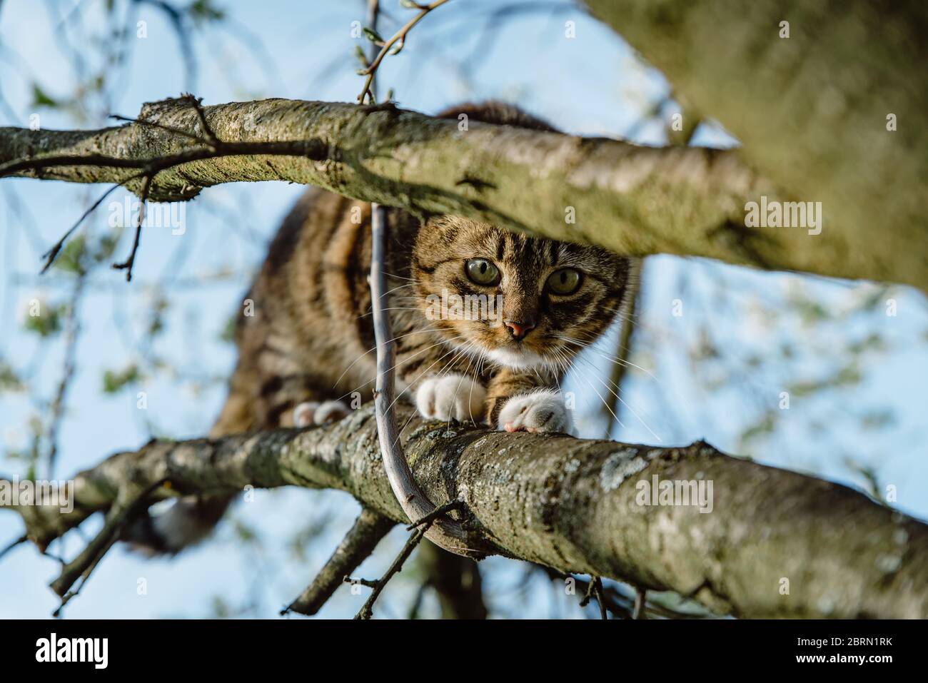 Rescue cat in tree hires stock photography and images Alamy