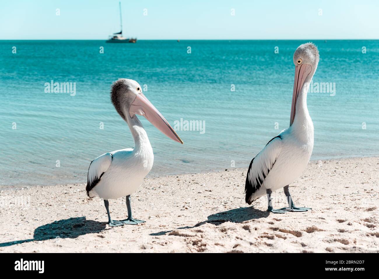 Wild Australian pelican standing on the shore of a sandy beach with turquoise waters of the Indian Ocean. Monkey Mia, WA Stock Photo