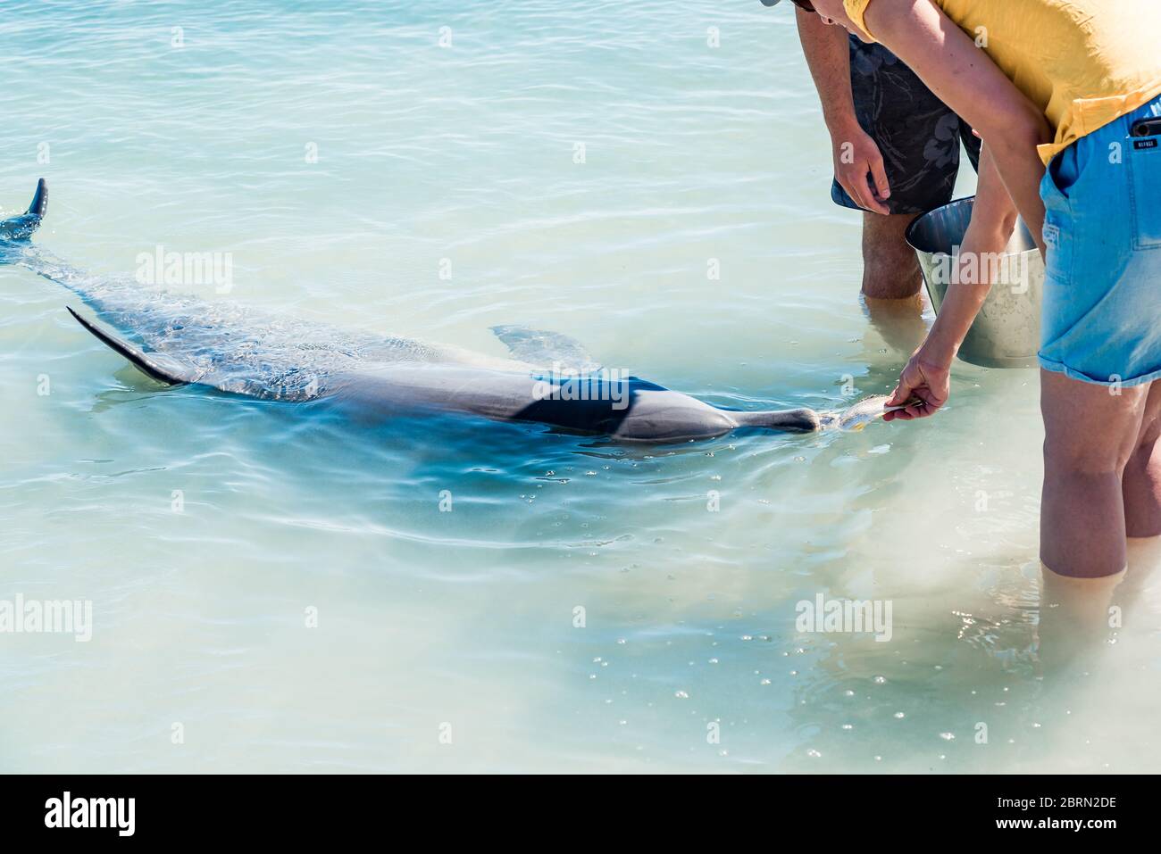 Tourist feeding bottlenose dolphin with fish at the shore of Monkey Mia beach. Wild dolphin