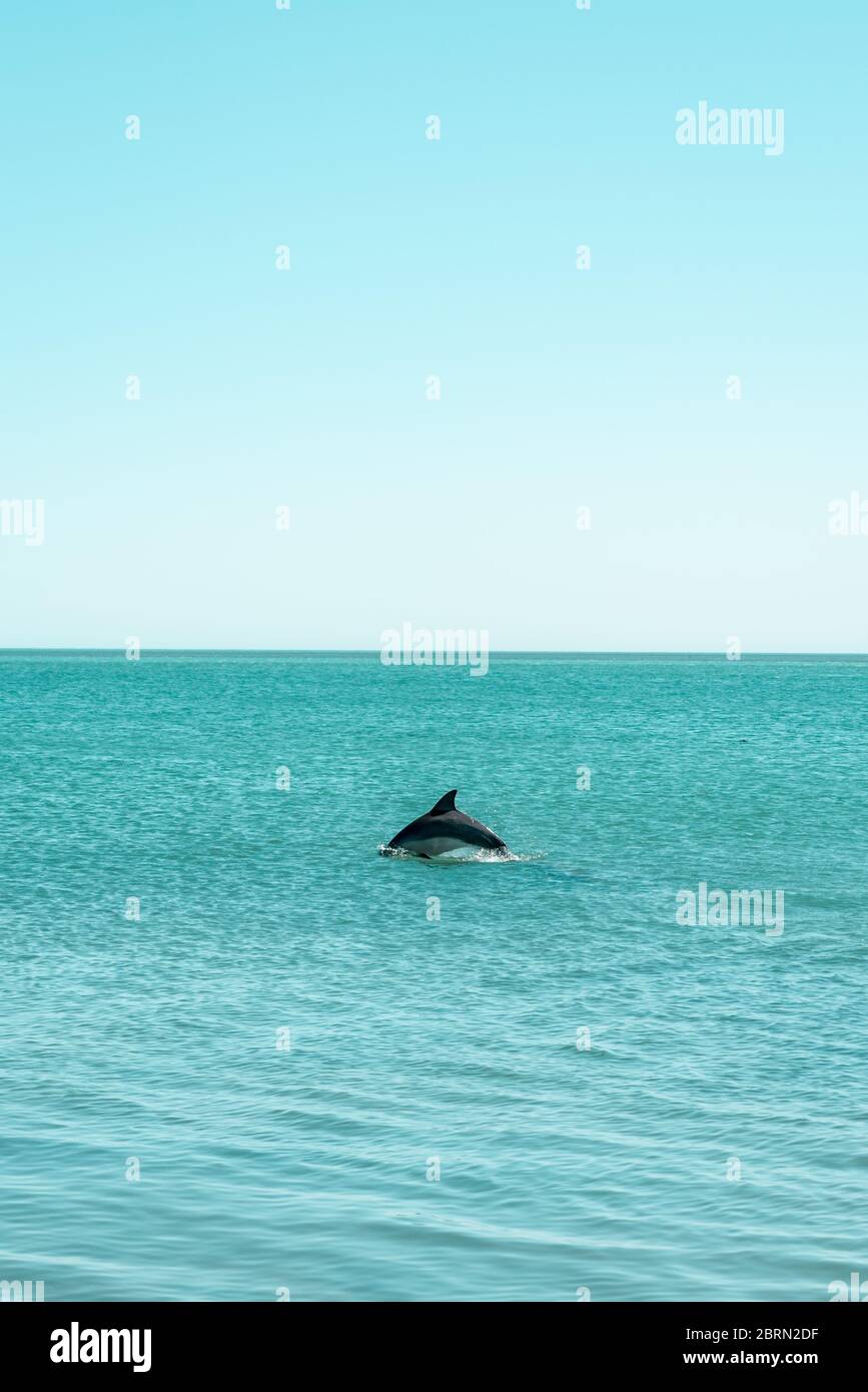 Wild dolphin jumping into turquoise waters of Indian Ocean. Monkey Mia beach resort, Western Australia Stock Photo