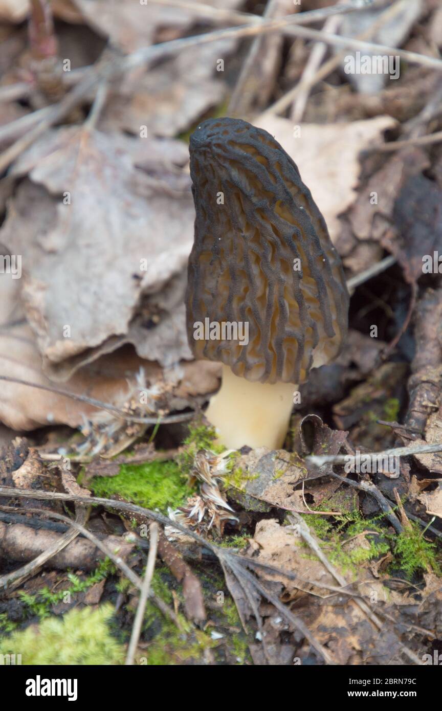Edible morel fungi on woodland floor for wild food foraging Stock Photo