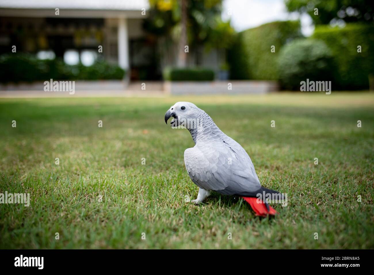 full body of african grey parrot on green grass floor Stock Photo