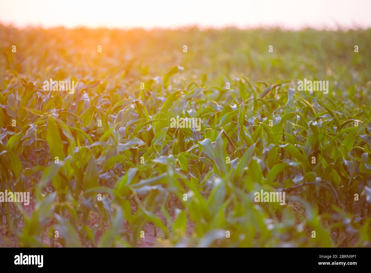 Sunrise farm sun rays hi-res stock photography and images - Alamy