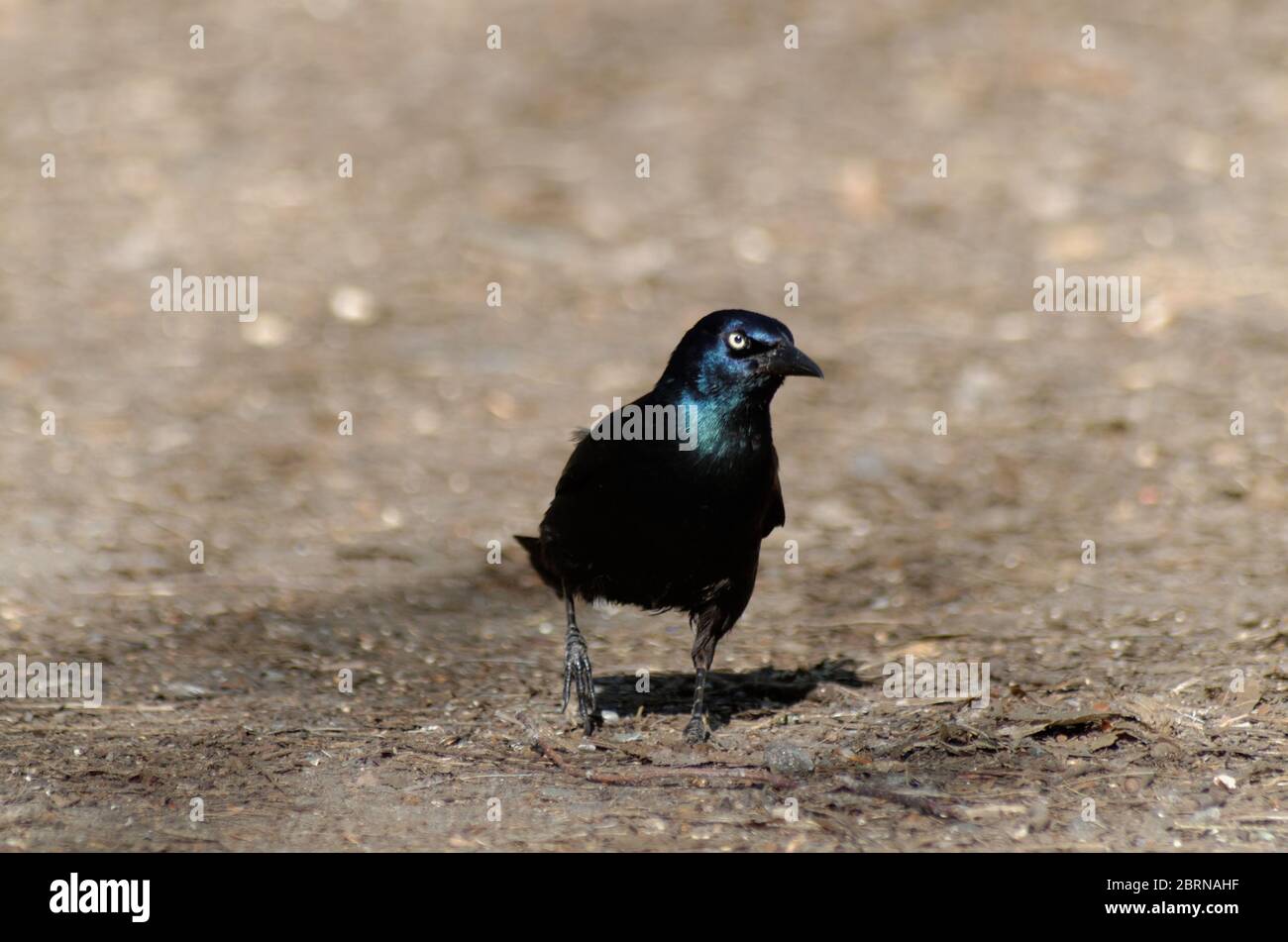 A Common Grackle (Quiscalus quiscula) Stock Photo