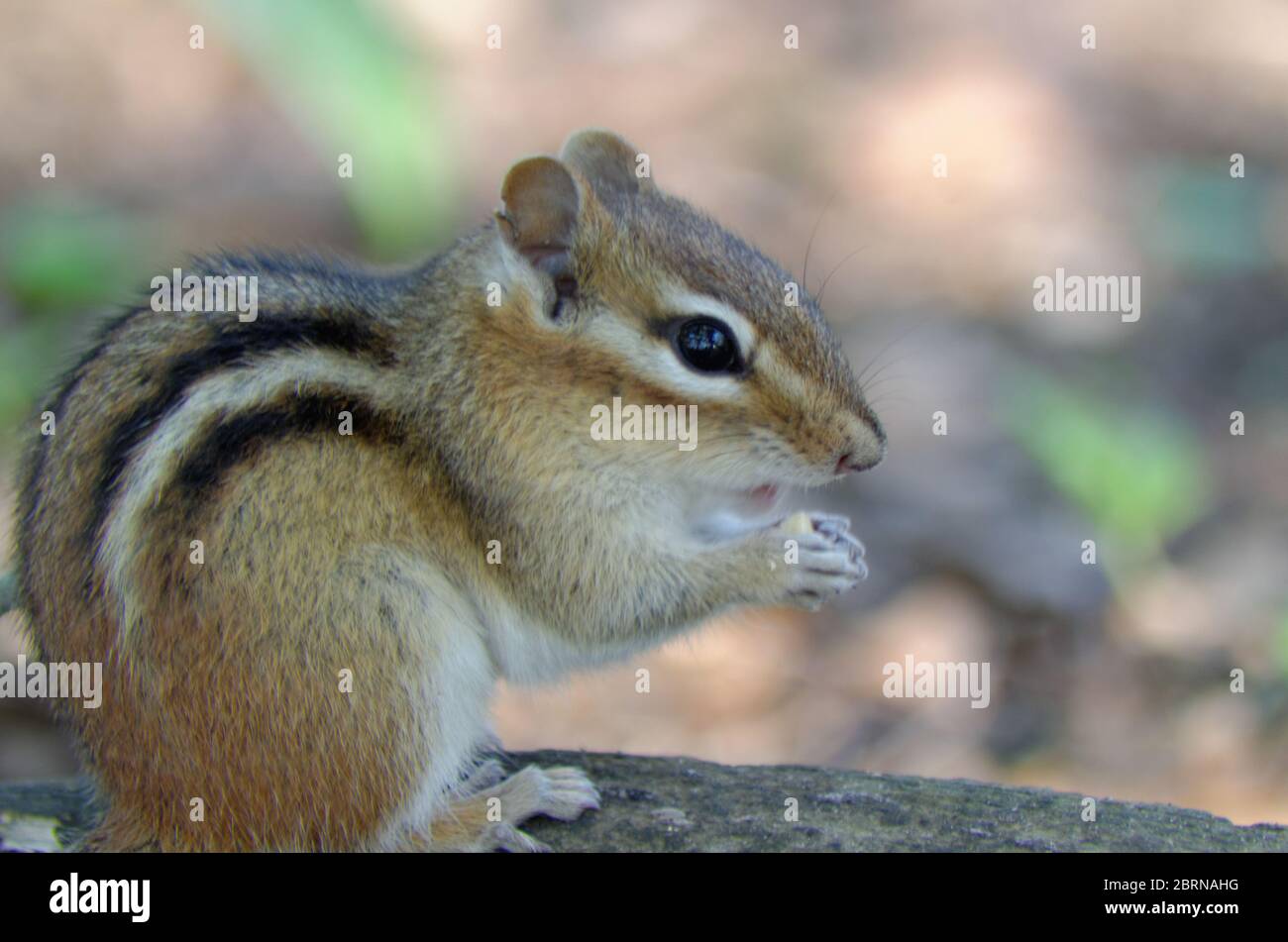 Eastern Chipmunk (Tamias striatus) in the woods, eating. Stock Photo