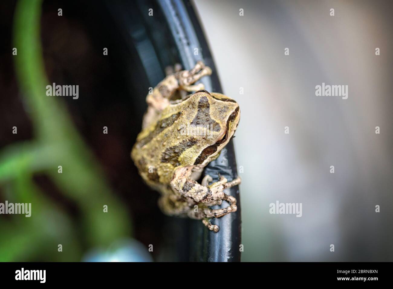 The Pacific tree frog (Pseudacris regilla), also known as the Pacific chorus frog, in San Jose, California Stock Photo