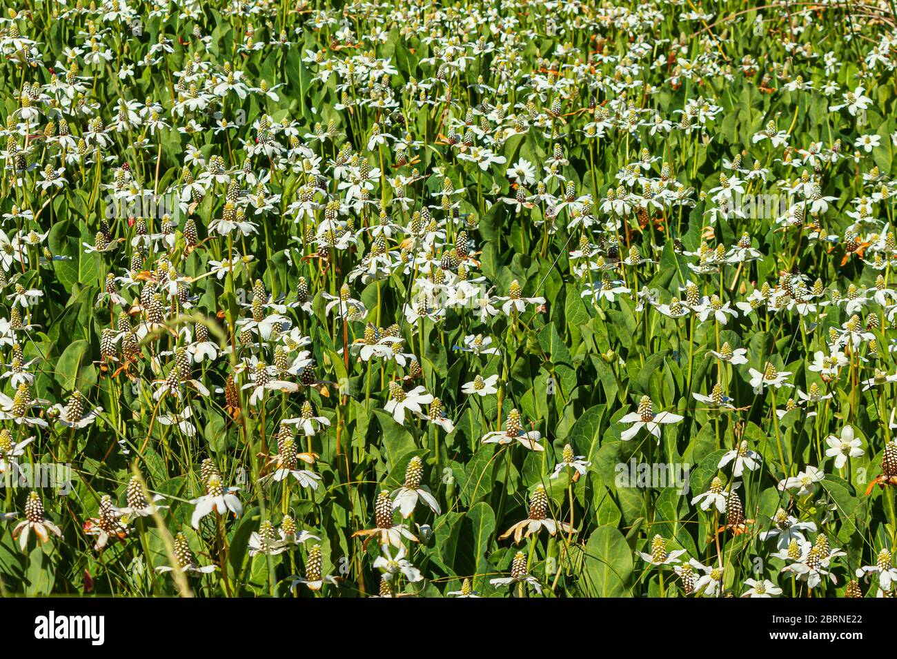 white blooming water plant spreading in wetland mud in full sun Stock ...