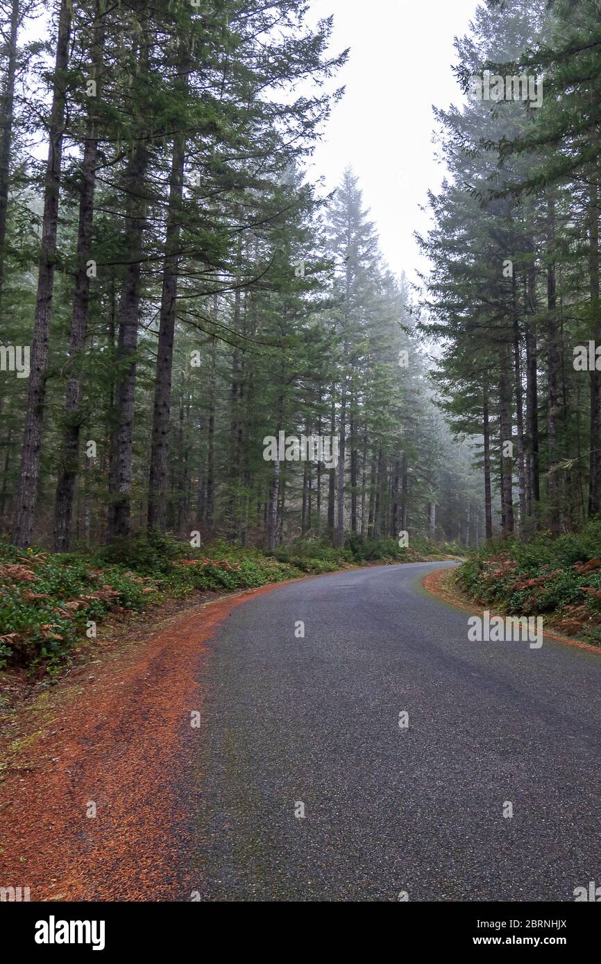 autumn forest in fog with golden autumn ferns along roadway Stock Photo ...