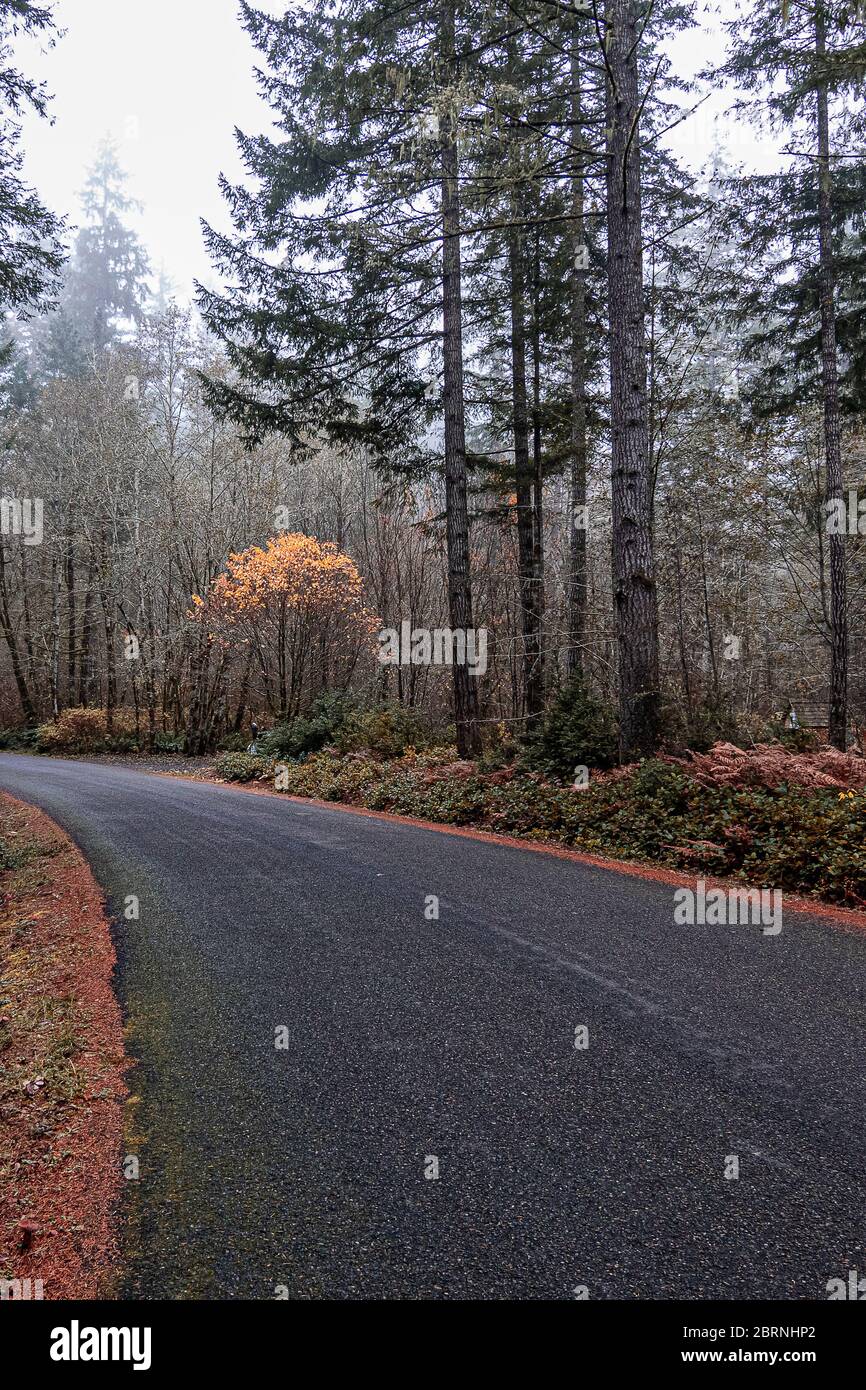 autumn forest in fog with golden autumn ferns along roadway Stock Photo ...